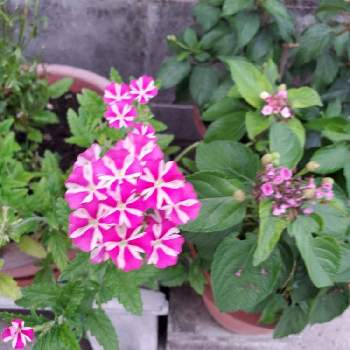 バーベナの投稿画像一覧 Greensnap グリーンスナップ バーベナの投稿画像一覧 Greensnap グリーンスナップ