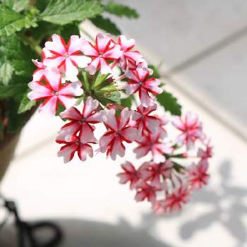 バーベナの投稿画像一覧 Greensnap グリーンスナップ バーベナの投稿画像一覧 Greensnap グリーンスナップ