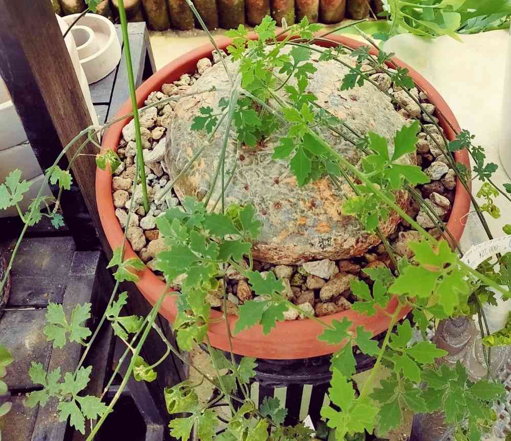 ジゴシキオス・トリパルチタスの一覧｜🍀GreenSnap（グリーン