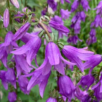 カンパニュラ ラプンクロイデスの投稿画像一覧 Greensnap グリーンスナップ