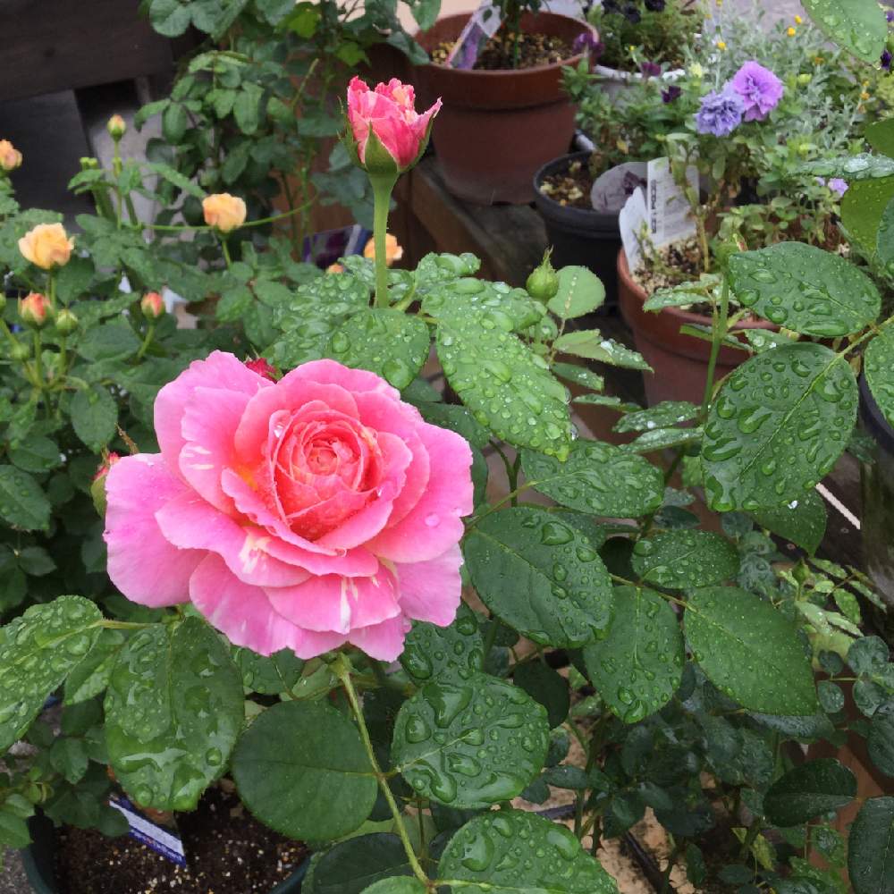 ペチュニアの投稿画像 By かいえさん バラ クロード モネとバラ ラ ドルチェ ヴィータとスマホ撮影とピンクの花とバラの大苗とプラ鉢とおうち園芸とバラ 鉢植えとガーデニング初心者と鉢植えとバラ 四季咲き 月7月19日 Greensnap グリーンスナップ