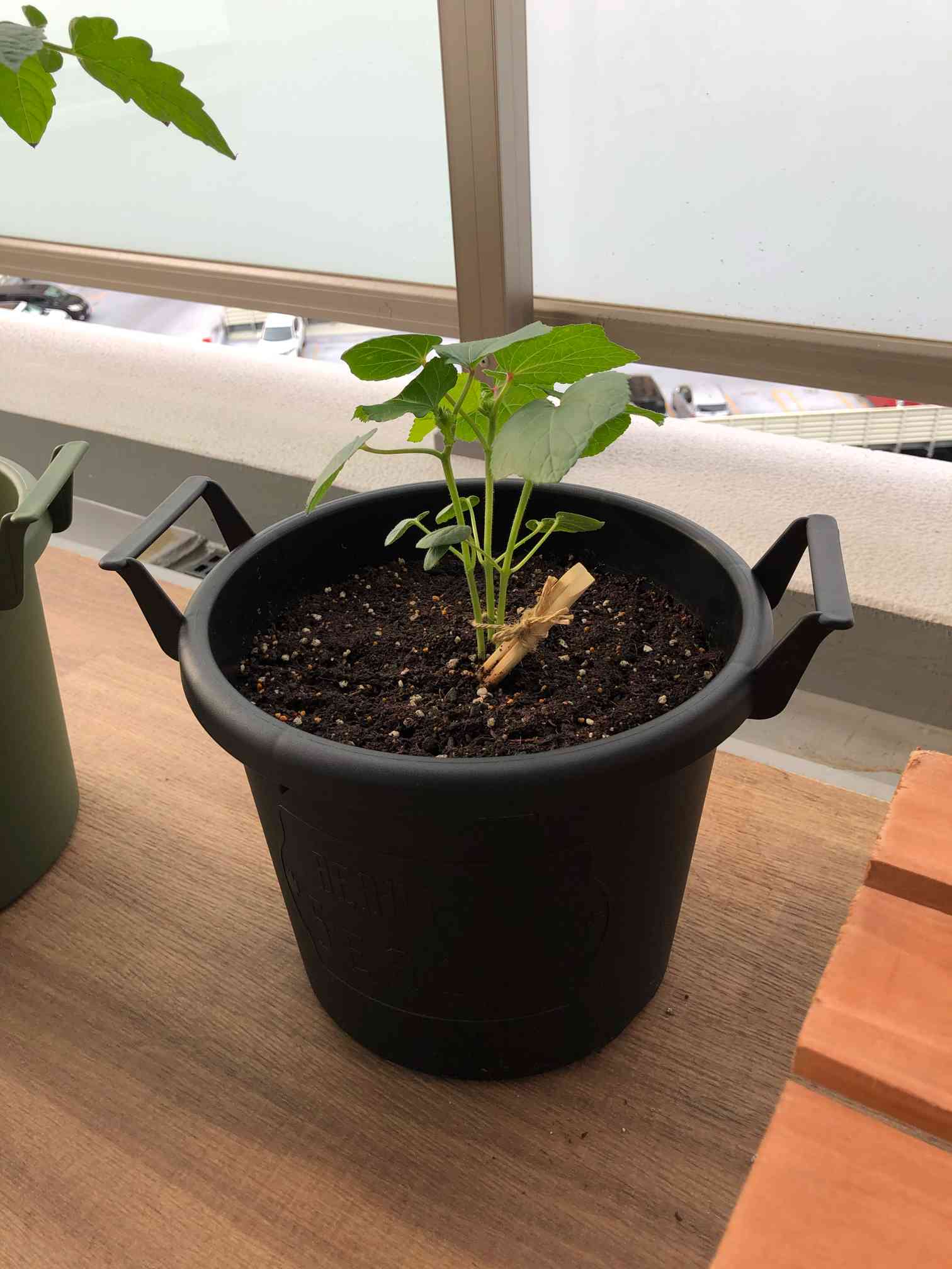 島オクラの成長記録｜🍀GreenSnap（グリーンスナップ）