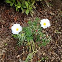 マツバボタンの画像