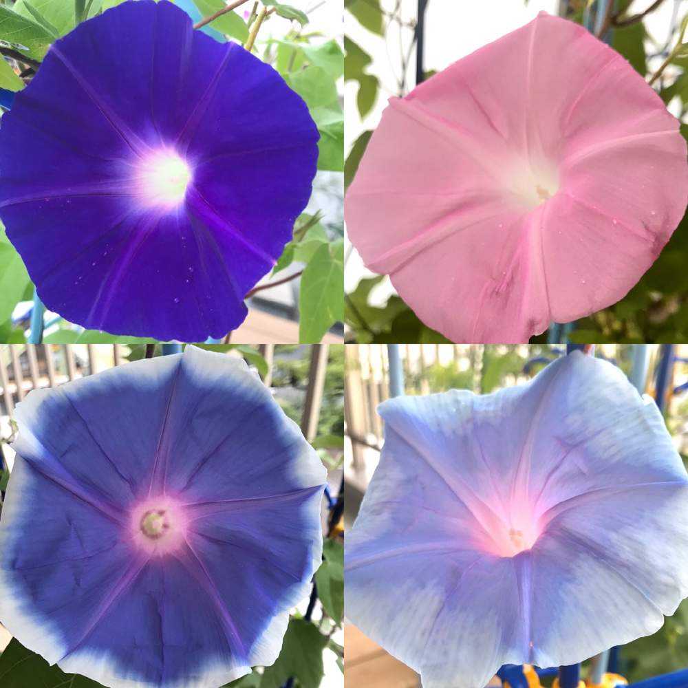 あさがお（朝顔）の成長記録｜🍀GreenSnap（グリーンスナップ）