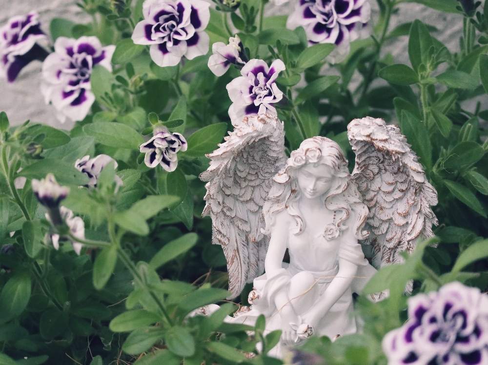 ペチュニアの投稿画像 By メイプルママさん 八重咲きペチュニアとペチュニア 花衣 藍染とペチュニア とペチュニア花衣 藍染とペチュニアとカリブラコア と八重咲きペチュニア とエンジェル祭りとペチュニア と鳥取県と花のある暮らしとミヨシのペチュニア 月7月