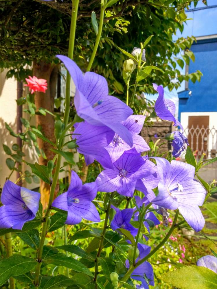 キキョウの投稿画像 By ミキさん 桔梗と秋の七草と梅雨と紫の花と背が高いと地植え 月7月日 Greensnap グリーンスナップ