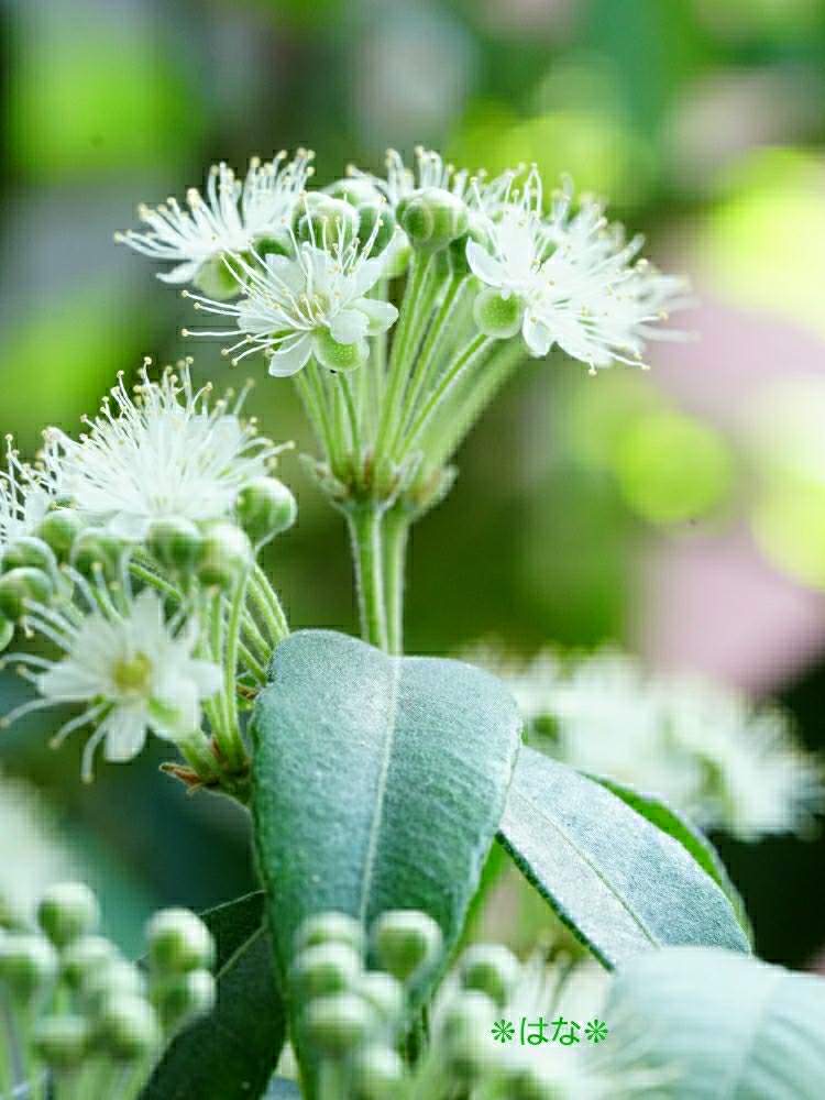 レモンマートルの投稿画像 By はな さん 花のある空間と花笑みとありがとう とオーストラリア原産と花 のある生活とおうち園芸と好き と笑顔の源とフトモモ科とハーブと素敵な出会いに感謝とメディカルハーブとかわいいな と私の花図鑑 月7月日