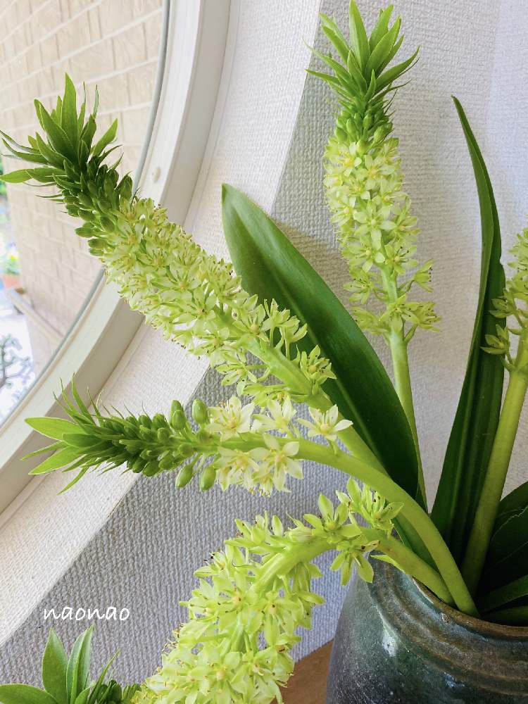 白い花の投稿画像 By Nao70 さん Greenとキレイとパイナップルリリーと楽しい と癒しと白い花とgreenとキレイと楽しい と癒し 月7月日 Greensnap グリーンスナップ Greensnap グリーンスナップ