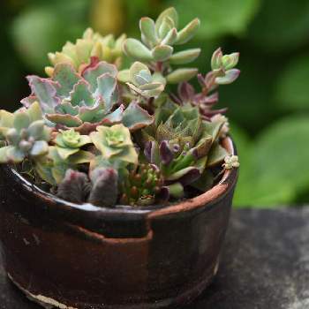 Web Shop会員だけのお得な特典 のりす様専用 多肉植物 パーティドレス Cd6cb7b1 激安新作 Pn Batam Go Id Web Shop会員だけのお得な特典 のりす様専用 多肉植物 パーティドレス Cd6cb7b1 激安新作 Pn Batam Go Id