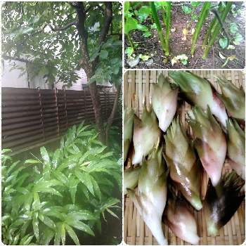 ミョウガの花の投稿画像一覧 Greensnap グリーンスナップ