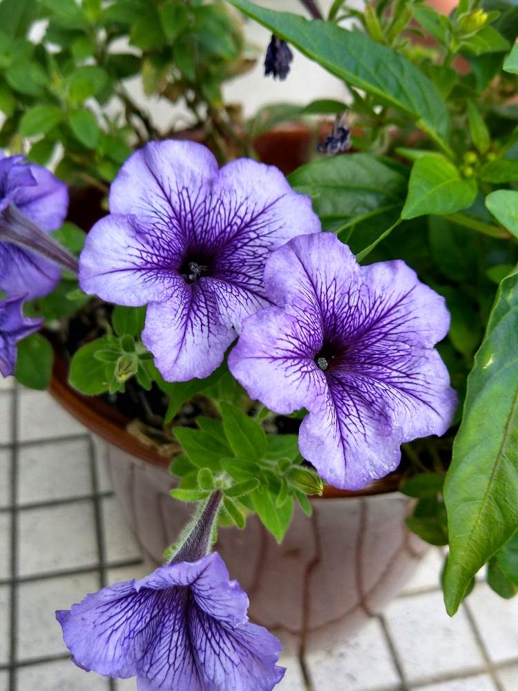 ペチュニアの投稿画像 By 紫花さん お出かけ先と紫の花とこぼれ種と職場の花と紫の花とこぼれ種と職場の花 月7月日 Greensnap グリーンスナップ Greensnap グリーンスナップ