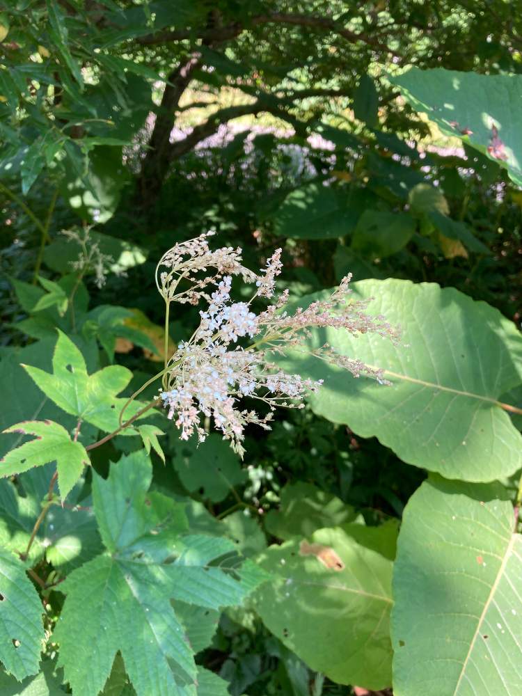 かいちのさんの投稿画像 月7月日 Greensnap グリーンスナップ