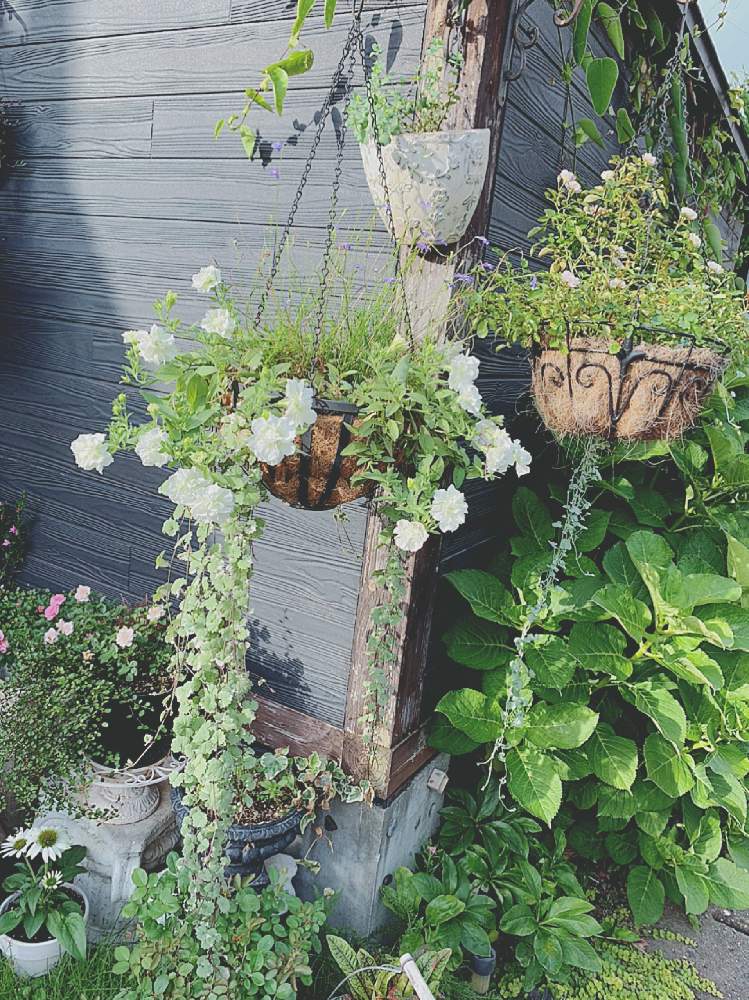 ハンキングの投稿画像 By かおりんさん 癒しと心ほっこりとチームfabと鉢植えと花のある暮らしとチーム福岡と地植えと大人可愛い 月7月日 Greensnap グリーンスナップ