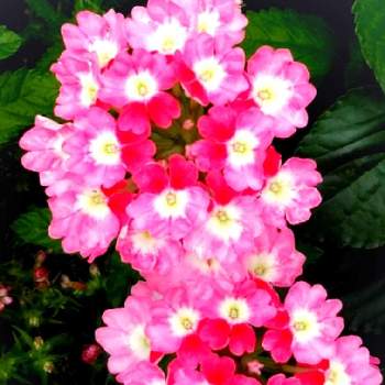 バーベナの投稿画像一覧 Greensnap グリーンスナップ バーベナの投稿画像一覧 Greensnap グリーンスナップ