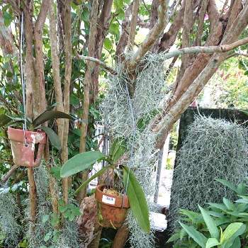 チランジアウスネオイデス の投稿画像一覧 Greensnap グリーンスナップ