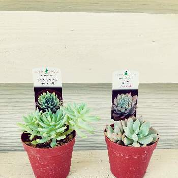 コメリ多肉の投稿画像一覧 Greensnap グリーンスナップ