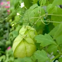 フウセンカズラ,ムクロジ科,フウセンカズラ属,ツル性植物,ムクロジ科フウセンカズラ属の画像