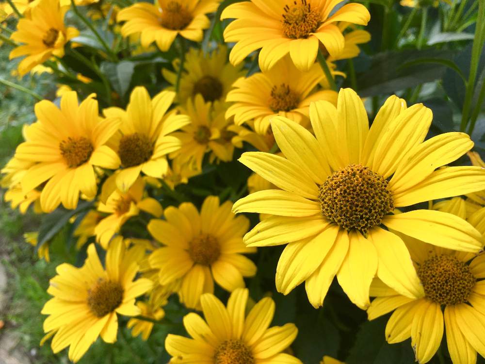 夏の花の投稿画像 By Ihanaさん ビタミンカラーと散歩道とかわいいな とお出かけ先にて 月7月日 Greensnap グリーンスナップ