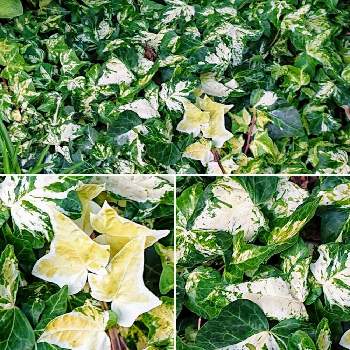 セイヨウキヅタの葉の画像 by コマさんさん | お出かけ先と散歩とセイヨウキヅタの葉