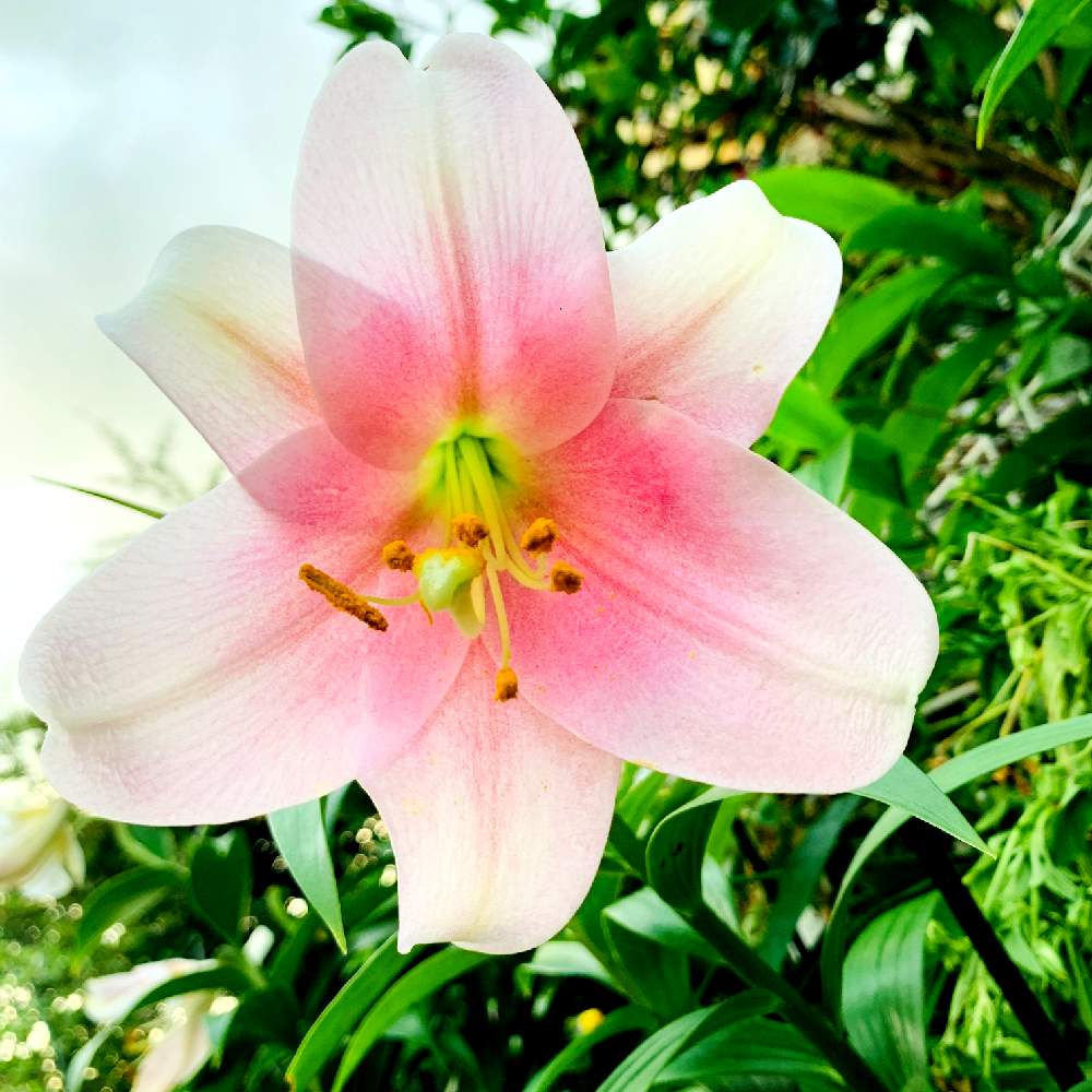 百合の投稿画像 By スマイルさん お花と白い花と美しいとお花好き 月7月日 Greensnap グリーンスナップ