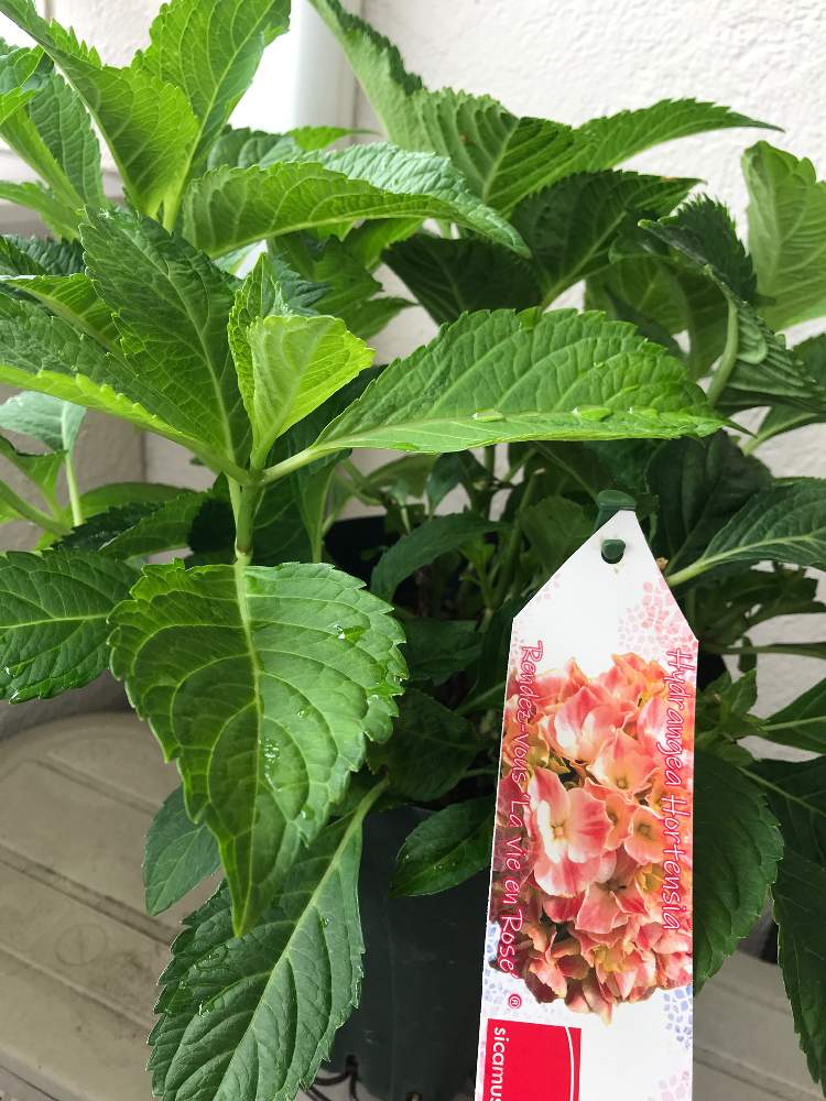 新しく仲間入り の投稿画像 By ケーコさん ラヴィアンローズ と紫陽花が好き と日本ライン花木センターと行ってきたよと紫陽花 アジサイ あじさいとハイドランジア とアジサイ 紫陽花と新しくお迎え 月7月日 Greensnap グリーンスナップ