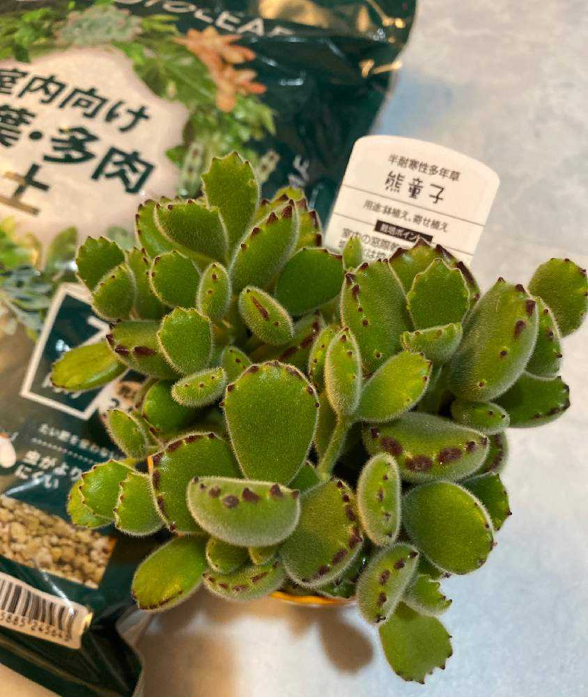 多肉植物 熊童子 抜き苗 - その他多肉植物