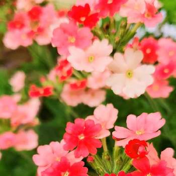 バーベナの投稿画像一覧 Greensnap グリーンスナップ バーベナの投稿画像一覧 Greensnap グリーンスナップ