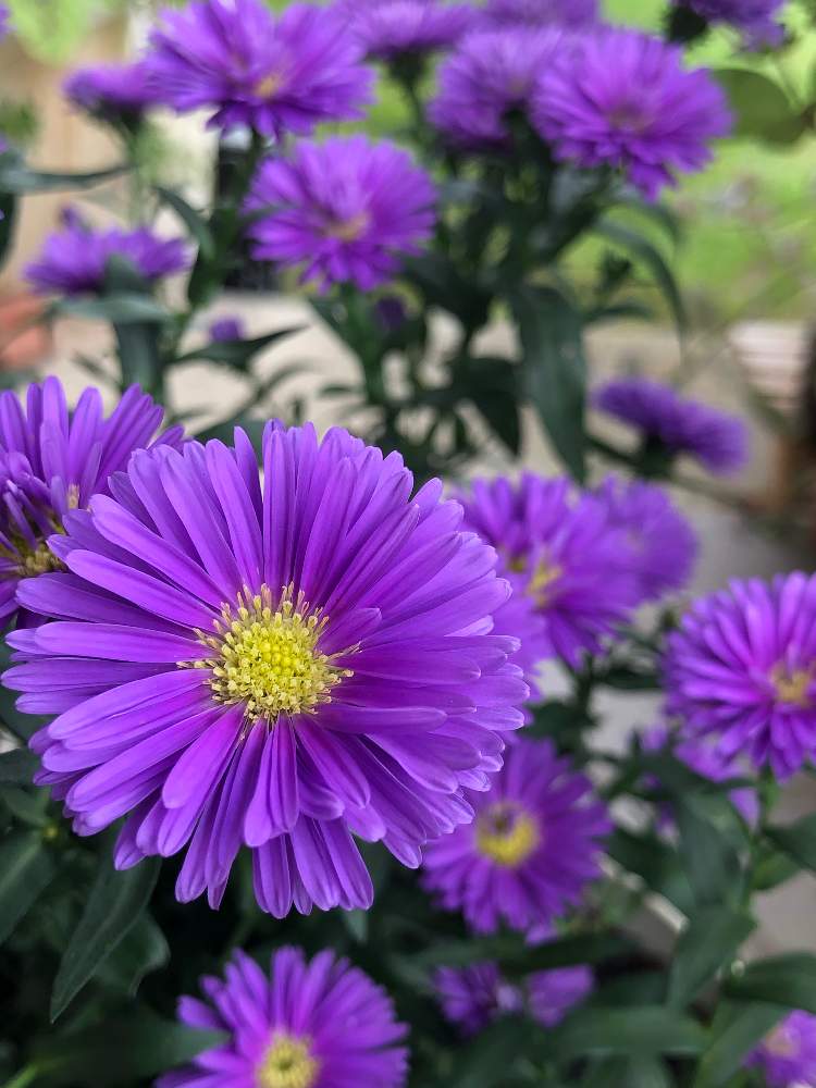 宿根アスター ビクトリアの投稿画像 By プリン さん 月7月日 Greensnap グリーンスナップ