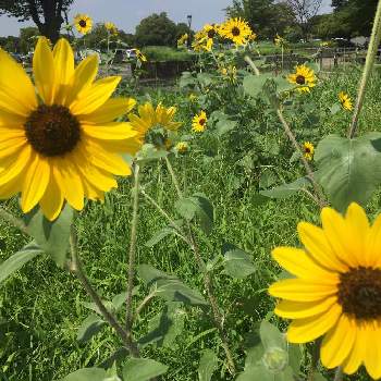 夏といえばの投稿画像一覧 Greensnap グリーンスナップ