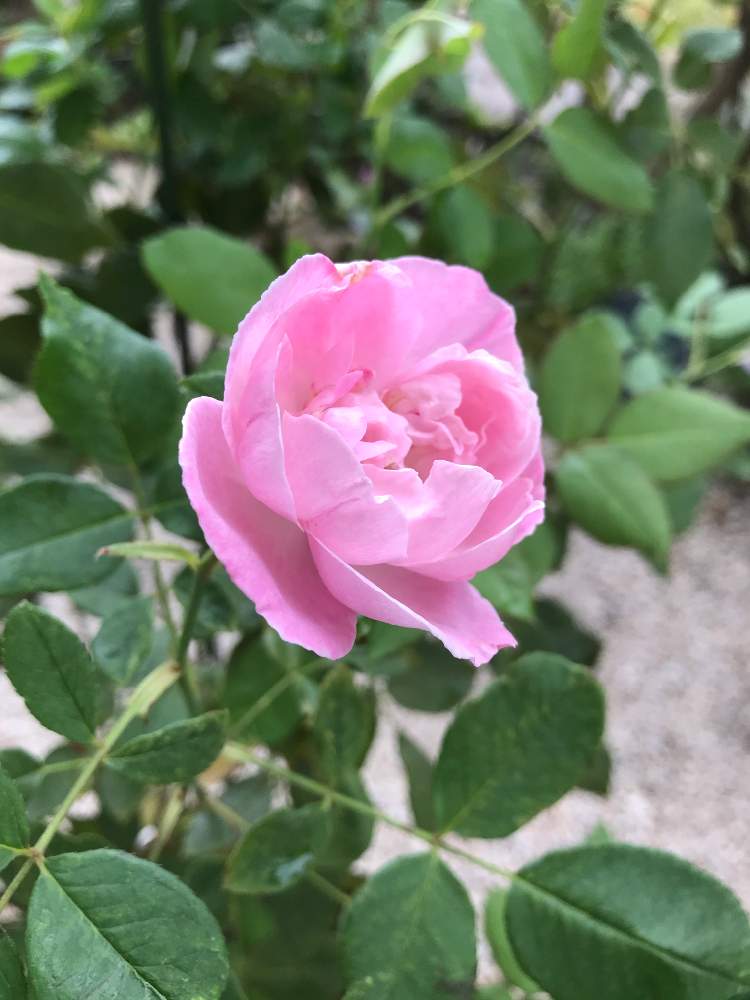 マダムピエールオジェの投稿画像 By Kiriさん バラ初心者とばら バラ 薔薇と癒しとバラのある暮らしとおうち園芸と元気が出るとバラ オールドローズと ガーデニング初心者とガーデニングとバラが好きと花のある暮らしとかわいいとバラを楽しむ 月7月日