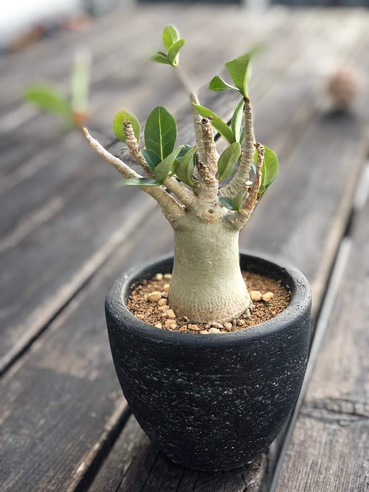 アデニウム セットアップルートの投稿画像 By Hindfawnさん アデニウム Set Up Rootと裸ん坊で売られてましたとアデニウム属と植物のある暮らしと塊根植物のある暮らしと根っこがカッコイイんですよと多肉植物のある暮らしと緑のある暮らしとset Up Rootと砂漠の薔薇