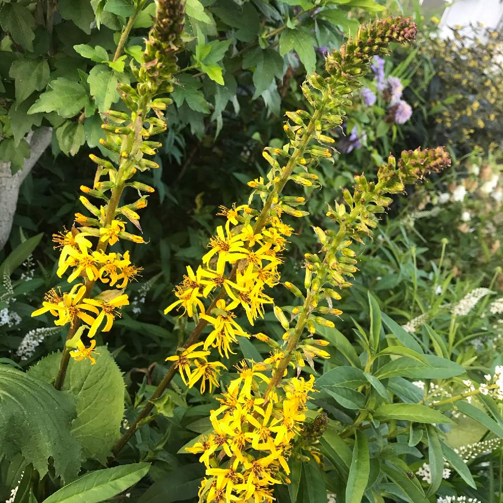 広い庭の投稿画像 By みのるさん ガーデンと植物のある暮らしとリグラリア とナチュラルと多年草とガーデニングと花のある暮らしと北海道 とさわやかと庭の宿根草とガーデンと植物のある暮らしとリグラリア とナチュラルと多年草とガーデニングと花のある暮らしと北海道