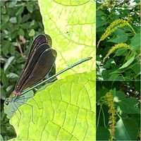 ナンキンハゼ,いつもの遊歩道,ハグロトンボ,虫っこさん,トウダイグッサ科の画像