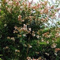 アベリアの画像