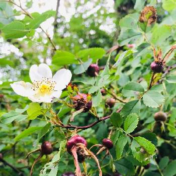 ドッグローズ イヌバラ の投稿画像一覧 Greensnap グリーンスナップ