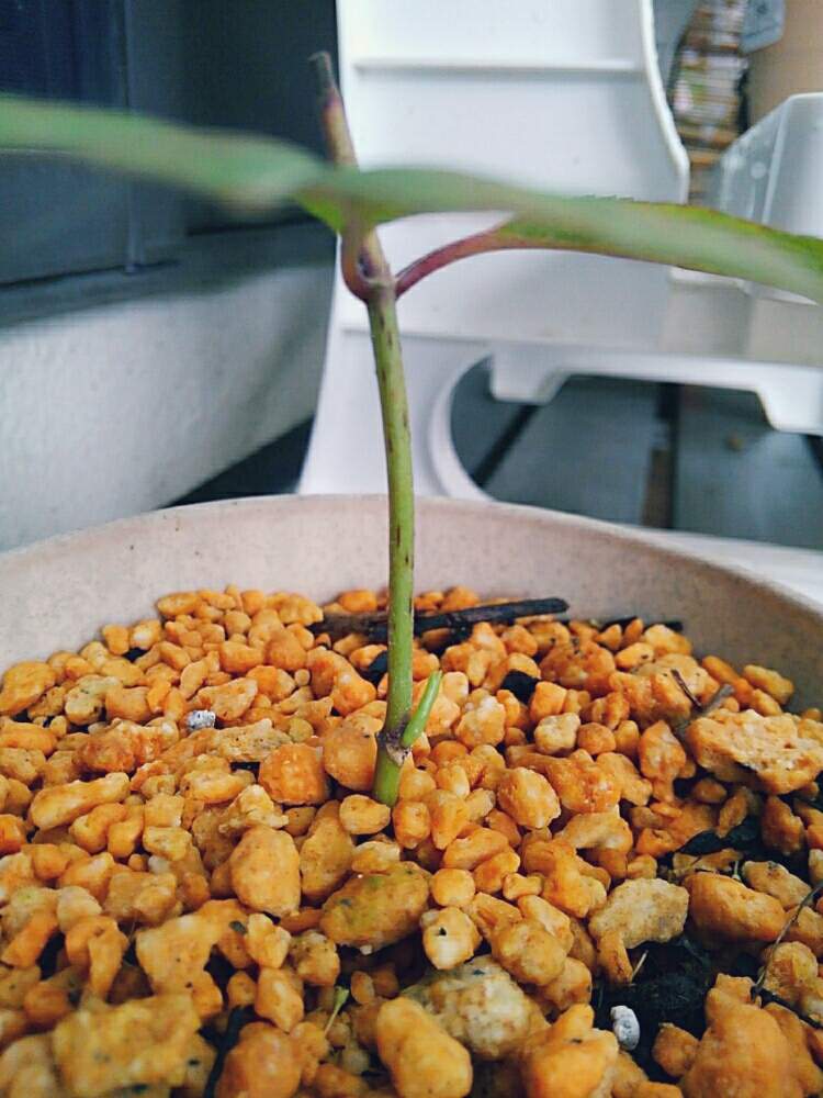 ヤマアジサイ の投稿画像 By Kamさん 挿し木 月7月21日 Greensnap グリーンスナップ