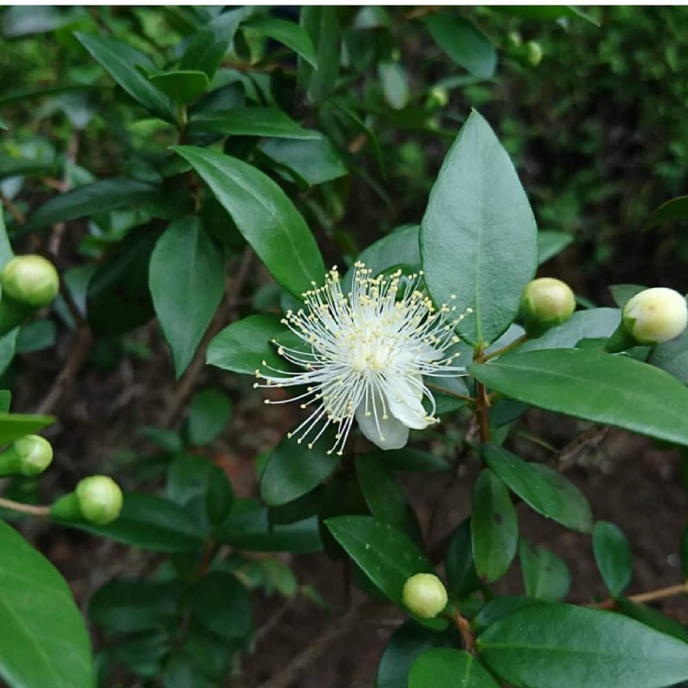 ギンバイカの投稿画像 By Cocoさん 月7月21日 Greensnap グリーンスナップ