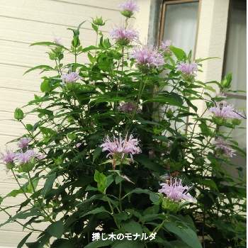 モナルダ薄紫の投稿画像一覧 Greensnap グリーンスナップ