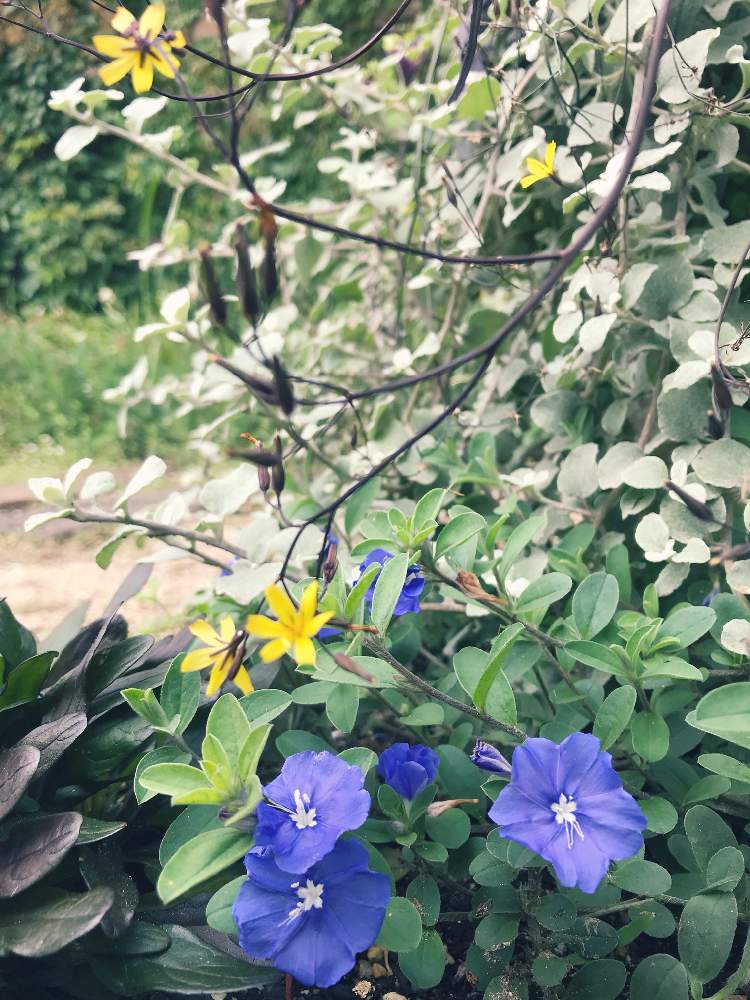 アメリカンブルーの投稿画像 By ソラミさん カラスバニガナと庭の花と青色の花とおうち園芸とpwフォトコンと梅雨と夏に強い花とおしゃれとお花は癒し 月7月21日 Greensnap グリーンスナップ