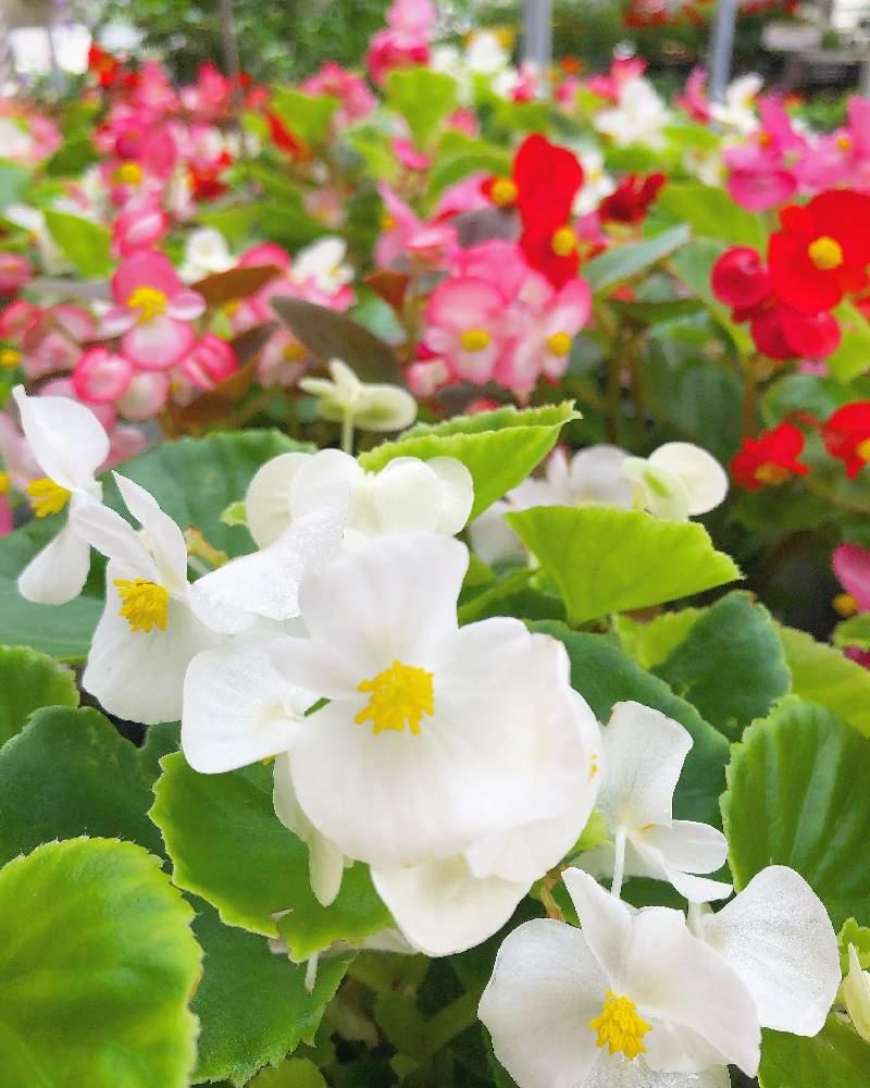 ベゴニアの投稿画像 By プルメリアさん ピンクの花と花のある風景とかわいい と梅雨に負けないと花壇 とおうち園芸と今日の一枚と今日のお花と癒され風景とハレノヒと赤い花とガーデニングと花のある暮らしと白い花とお花好き 月7月21日 Greensnap グリーン