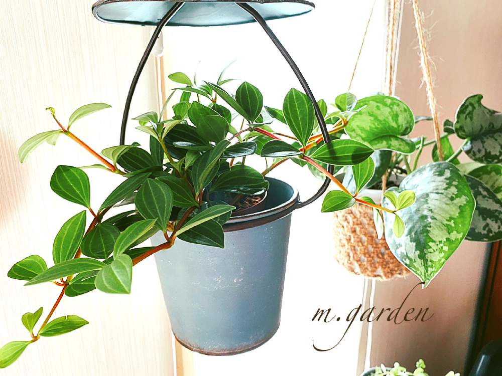 上 ペペロミア フォレット 花言葉 ペペロミア フォレット 花言葉 Picture Downloaduqyi