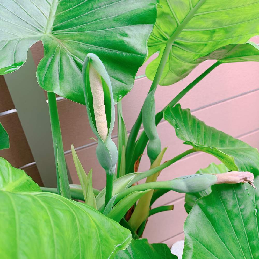 観葉植物の投稿画像 By Sallyさん 朝の水やりとおうち園芸と クワズイモと庭仕事とクワズイモの花 月7月21日 Greensnap グリーンスナップ