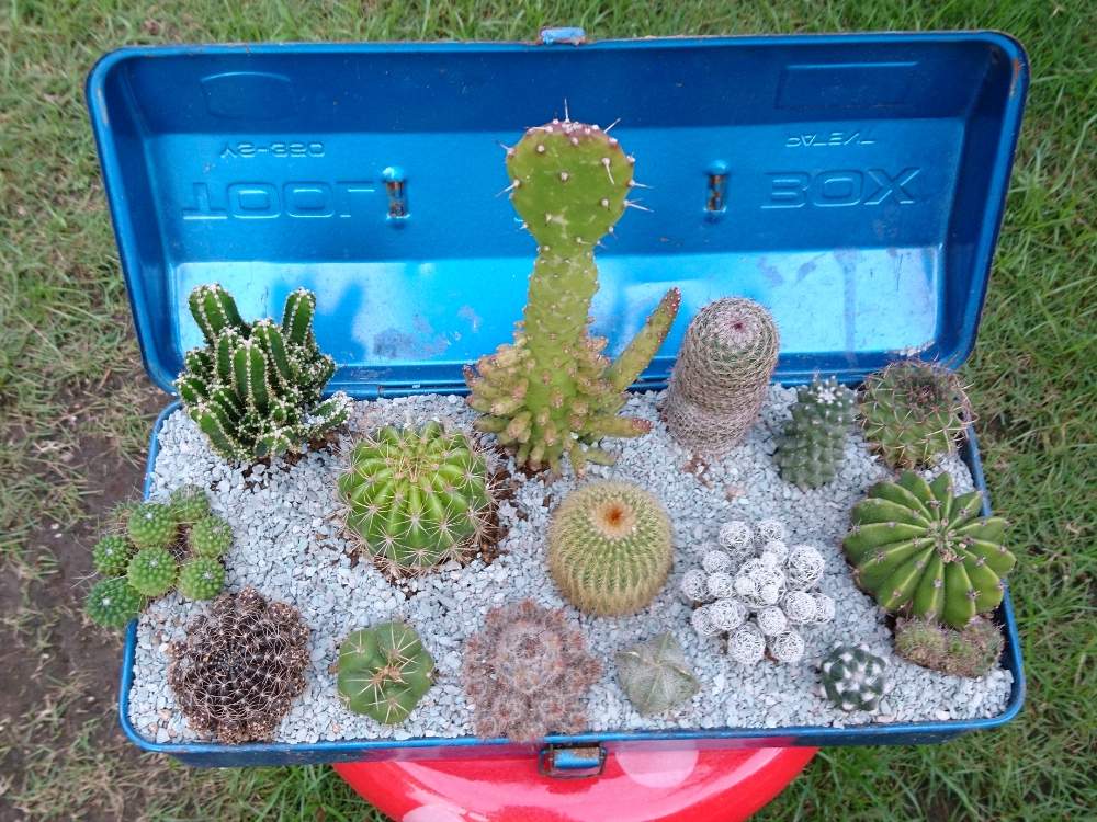 姫将軍の投稿画像 By きい さん ランポーとエキノプシス 短毛丸と王冠短毛丸と松霞とペンタカンサと銀手鞠とセレウス ペルヴィアヌスとマツダエと金星丸とマミラリア ピコとトルカとアラクナカンサと金晃丸と多肉植物とサボテン科とサボテンの寄せ植えとおうち園芸