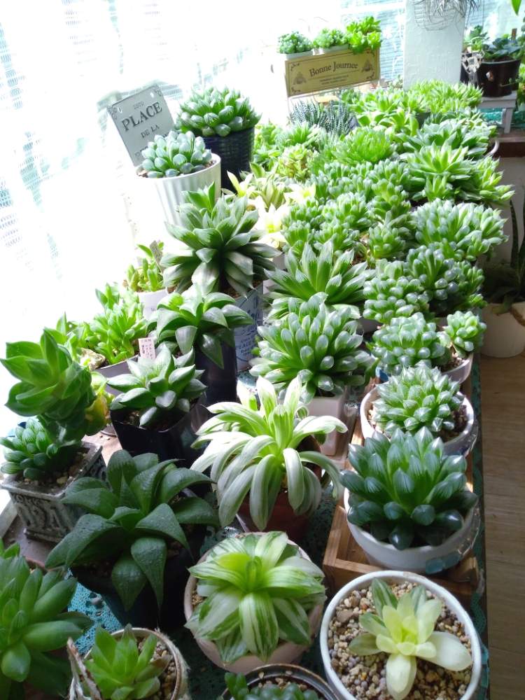 ハオルチア オブツーサの投稿画像 By えみちんさん みどりのある暮らしと癒される と植物のある暮らしとキラキラ とハオルチア 属と多肉大好きと透けてる と多肉のある暮らしとおうち園芸と美しいと多肉女子と可愛いと千葉タニラーと日光浴中 月7月21日