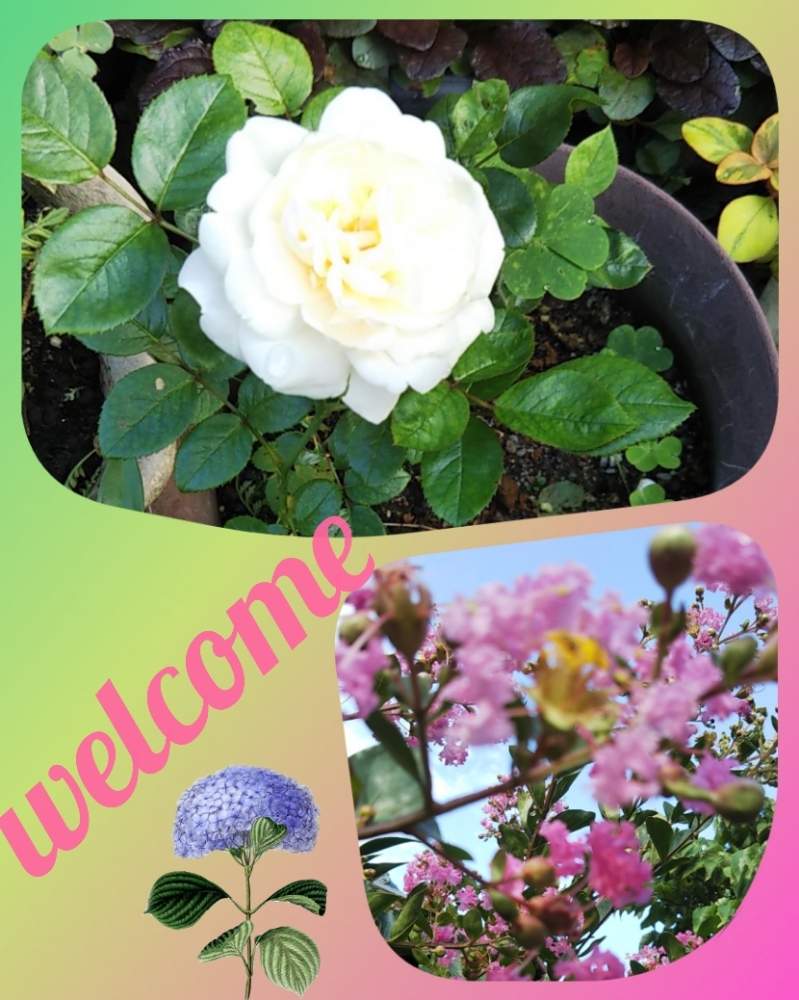 バラの投稿画像 By カホちゃんさん 百日紅と多肉植物とおうちde菜園とコラージュとおうち園芸と写真加工と黄色の花と鉢植えと可愛いとガーデニングと花のある暮らしと白い花 月7月21日 Greensnap グリーンスナップ