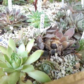 センペル花壇の投稿画像一覧 Greensnap グリーンスナップ