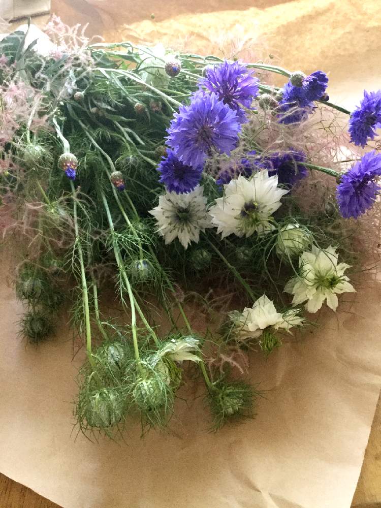 スモークツリーの投稿画像 By まなさん ニゲラとヤグルマギクと花の贈り物 月7月21日 Greensnap グリーンスナップ