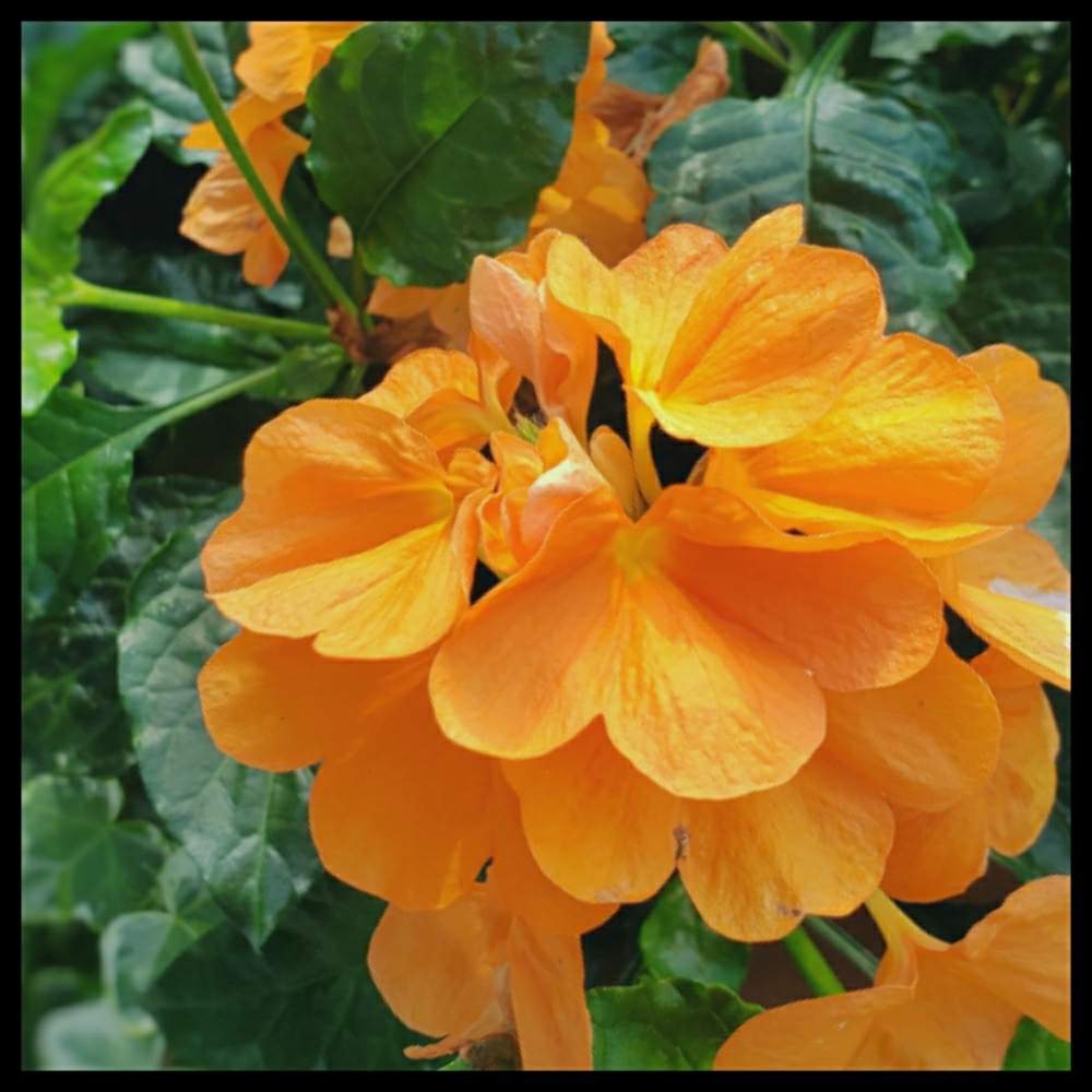 クロッサンドラの投稿画像 By Runnbaさん 花が咲く低木と夏の花とおうち園芸とかがりびとクロッサンドラ とオレンジ色とオレンジとお出かけ先と花 が咲く低木と夏の花とおうち園芸とかがりびとクロッサンドラ とオレンジ色とオレンジ 月7月21日 Greensnap