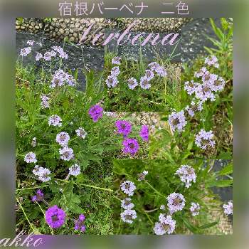 美しい花園の画像 by ひみつのアッコちゃんさん | 宿根バーベナ　二色とボランティア公園の花壇と可愛い花と美しい花と美しい花園と足柄ふれあい公園と花のある暮らし