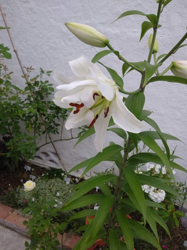 カサブランカの投稿画像 By ホワイトチョコさん 鉢植えとガーデニングと白い花 月7月21日 Greensnap グリーンスナップ